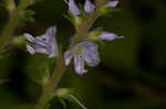 Common gypsyweed